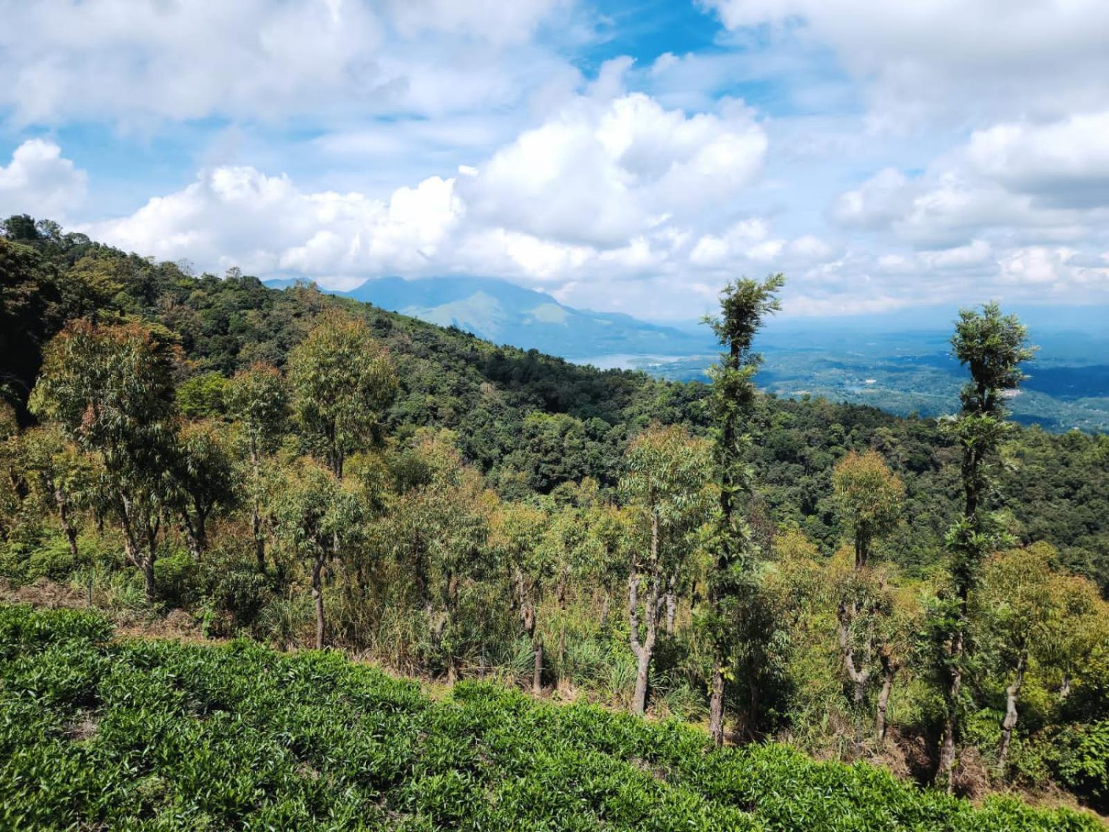 Vythiri Tea Valley I Best Hotel In Wayanad L Hotels In Vythiri Wayanad Luaran gambar